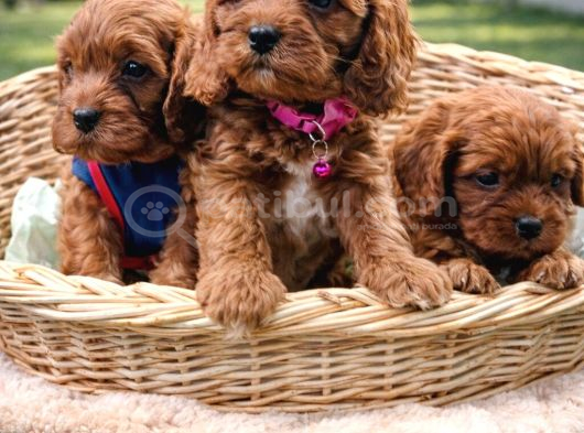 Ori̇ji̇nal A Kali̇te Cavapoo Yavrular görsel