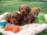 Ori̇ji̇nal A Kali̇te Cavapoo Yavrular