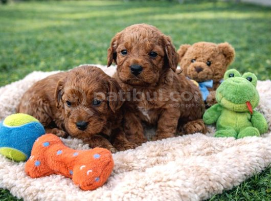 Ori̇ji̇nal A Kali̇te Cavapoo Yavrular görsel