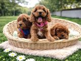 Ori̇ji̇nal A Kali̇te Cavapoo Yavrular