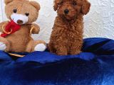 A Kali̇te Gerçek Ori̇ji̇nal Toy Poodle Yavrular
