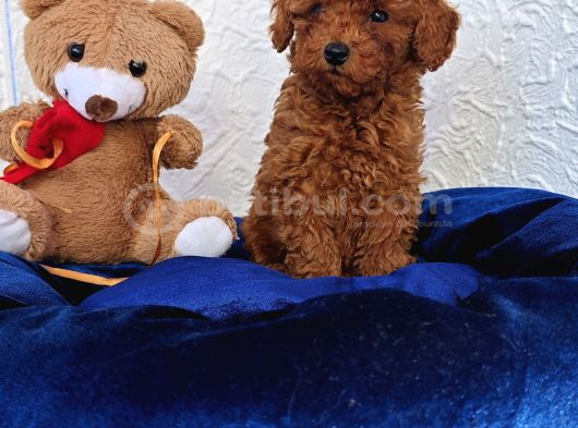 A Kali̇te Gerçek Ori̇ji̇nal Toy Poodle Yavrular görsel