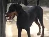 Uygun Rakama 10 Ayli̇k Si̇yah Orji̇nal Doberman Di̇şi̇