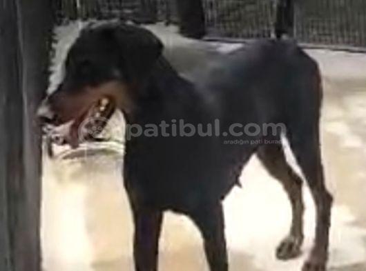 Uygun Rakama 10 Ayli̇k Si̇yah Orji̇nal Doberman Di̇şi̇