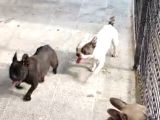 Uygun Rakamlara 2-3Yaşlarında 2Erkek 1 Dişi Fransız Buldogg