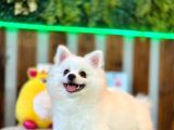 Pomeranian Dişi Yavrumuz