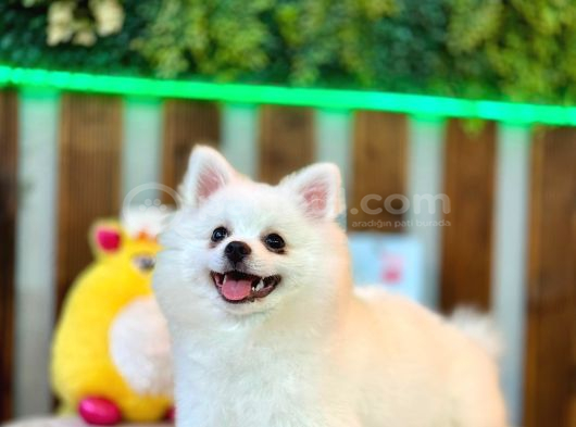 Pomeranian Dişi Yavrumuz görsel