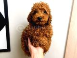 Toy Poodle Yavru Erkek Dişi Yavrular Üçretsiz Teslimat