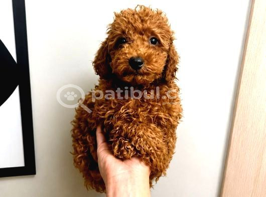 Toy Poodle Yavru Erkek Dişi Yavrular Üçretsiz Teslimat görsel