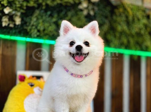 Pomeranian Dişi Yavrumuz