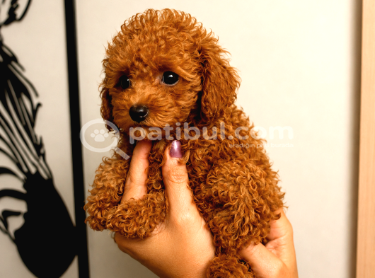 Toy Poodle Yavru Erkek Dişi Yavrular Üçretsiz Teslimat görsel