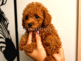 Toy Poodle Yavruları Puppy Dp Aşılı Ücretsiz Teslimat