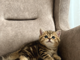 Ayı Surat Golden Tabby