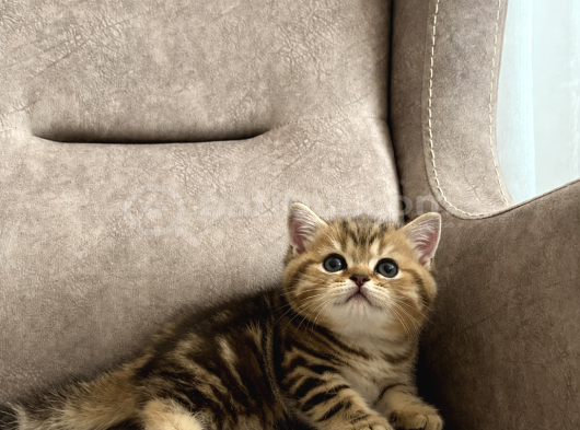 Ayı Surat Golden Tabby