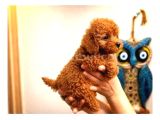 Toy Poodle Yavru Erkek Dişi Yavrular Üçretsiz Teslimat