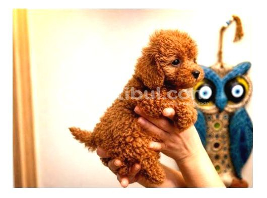 Toy Poodle Yavru Erkek Dişi Yavrular Üçretsiz Teslimat