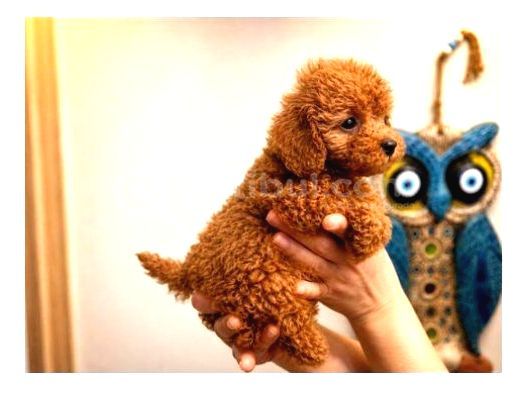Toy Poodle Yavruları Puppy Dp Aşılı Ücretsiz Teslimat görsel