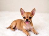 Eğitimli Mini Boy Fincan Köpekleri Şivava
