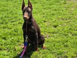 Irk Ve Sağlık Garantili Kızıl Doberman Yavruları