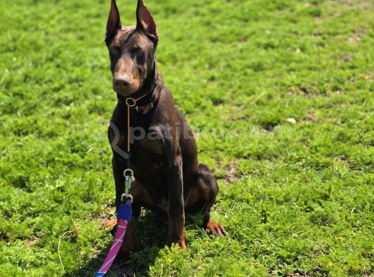 Irk Ve Sağlık Garantili Kızıl Doberman Yavruları görsel