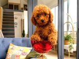 Toy Poodle Yavru Erkek Dişi Yavrular Üçretsiz Teslimat