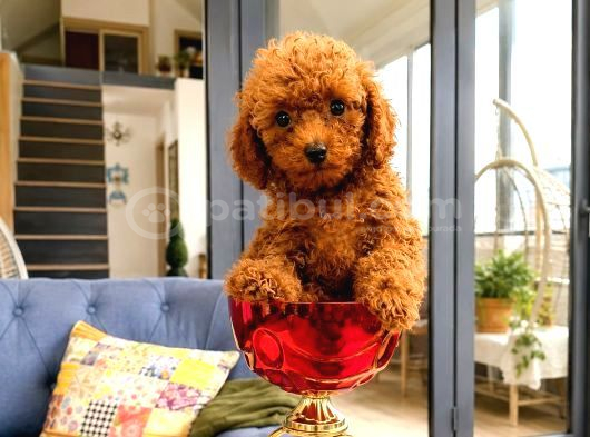 Toy Poodle Yavru Erkek Dişi Yavrular Üçretsiz Teslimat görsel