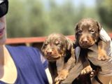 Irk Ve Sağlık Garantili Kızıl Doberman Yavruları