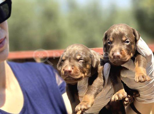 Irk Ve Sağlık Garantili Kızıl Doberman Yavruları görsel