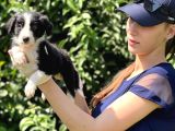 Safkan Border Collie Yavruları