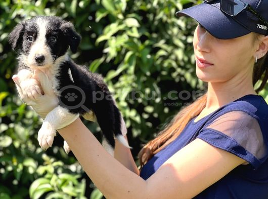 Safkan Border Collie Yavruları