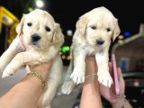 Baby Face Golden Minnaklarım Tuvalet Eğitimli