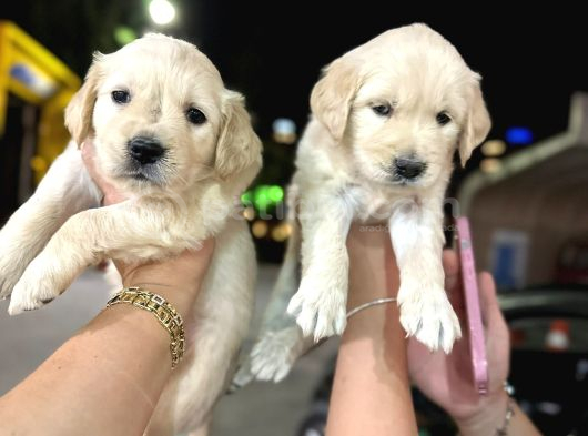 Baby Face Golden Minnaklarım Tuvalet Eğitimli görsel