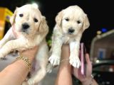 Baby Face Golden Minnaklarım Tuvalet Eğitimli