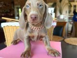 Dachshund Yavrularımız