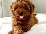 Toy Poodle Yavruları Puppy Dp Ücretsiz Teslimat