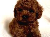 Toy Poodle Yavruları Puppy Dp Aşılı Ücretsiz Teslimat