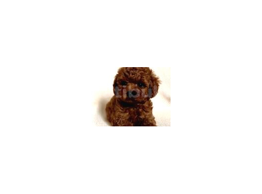 Toy Poodle Yavruları Puppy Dp Aşılı Ücretsiz Teslimat görsel