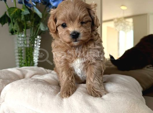 Malti̇poo Ci̇nsi̇ Yavrular Ev Üreti̇mi̇ görsel