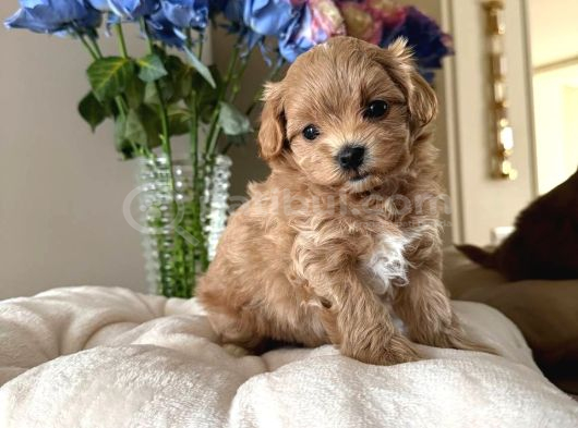 Malti̇poo Ci̇nsi̇ Yavrular Ev Üreti̇mi̇ görsel
