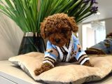 Toy Poodle Sevi̇mli̇ Yavrular Ev Üreti̇mi̇