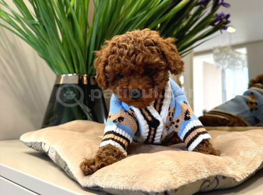Toy Poodle Sevi̇mli̇ Yavrular Ev Üreti̇mi̇ görsel