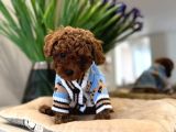 Toy Poodle Sevi̇mli̇ Yavrular Ev Üreti̇mi̇