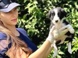 Safkan Border Collie Yavruları
