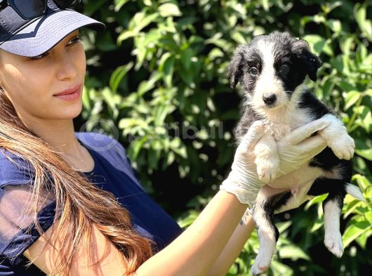 Safkan Border Collie Yavruları görsel