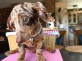 Dachshund Yavrularımız