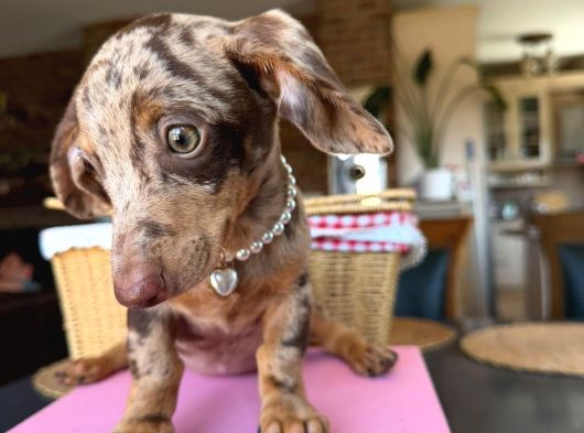 Dachshund Yavrularımız görsel
