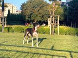 Hera Ömürlük Yuvasını Arıyor