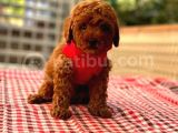 Toy Poodle Yavruları Puppy Dp Ücretsiz Teslimat
