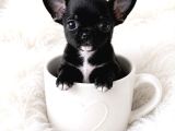 Eğitimli Mini Boy Fincan Köpekleri Şivava