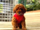 Toy Poodle Yavruları Puppy Dp Ücretsiz Teslimat